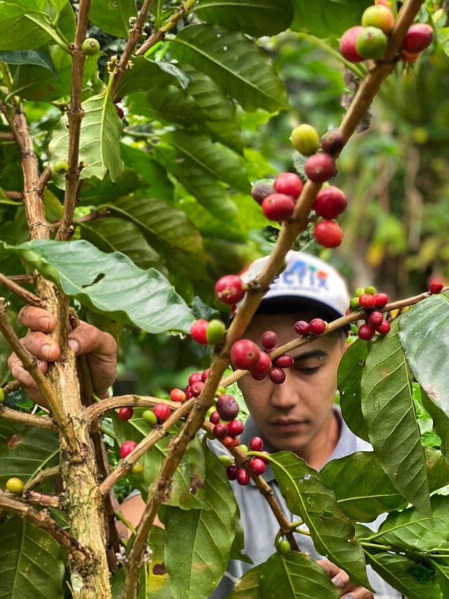 Do Maciço de Baturité para o Top 50 do Brasil: A Ciência e a Sustentabilidade por trás do Café Sombreado de Guaramiranga